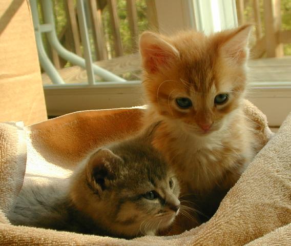 Romeo & Juliet