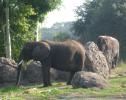 Elephants