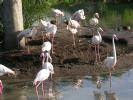 Flamingos