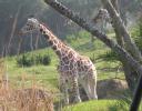 Giraffes