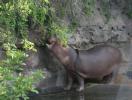 Hippo