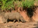 Rhino