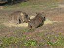 Warthogs