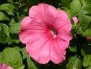 Pink Flower