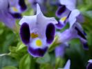 Purple Flower