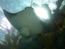 Ray