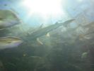 Hammerhead Shark
